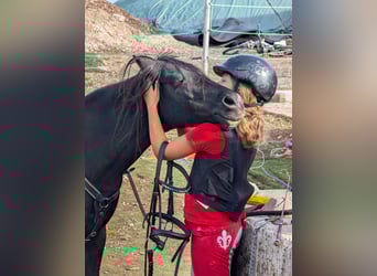 Welsh B Mix, Mare, 12 years, 12,2 hh, Black