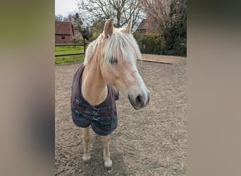 Welsh B, Mare, 12 years, 13 hh, Palomino