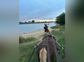 Welsh B, Mare, 13 years, 11,2 hh, Brown-Light