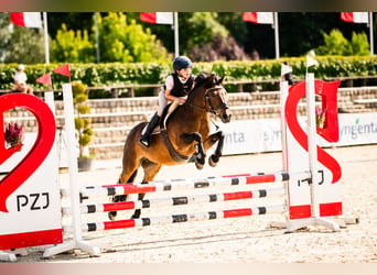 Welsh B Mix, Mare, 13 years, 12.2 hh, Bay