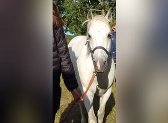 Welsh B Mix, Mare, 13 years, 12,2 hh, Gray-Dapple