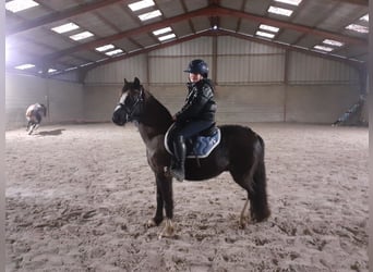 Welsh B, Mare, 13 years, 12 hh, Black