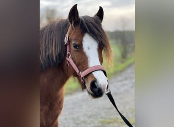 Welsh B, Mare, 13 years, 12 hh, Brown