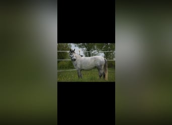 Welsh B, Mare, 13 years, 12 hh, Gray-Blue-Tan