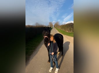 Welsh B, Mare, 13 years, 12,1 hh, Black