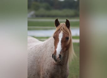 Welsh B, Mare, 13 years, 12,2 hh, Roan-Red