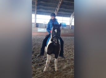 Welsh B, Mare, 13 years, 13,2 hh, Pinto