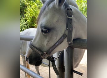 Welsh B, Mare, 13 years, 13 hh, Grey