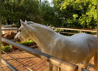 Welsh B, Mare, 13 years, 13 hh, Grey