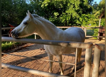 Welsh B, Mare, 13 years, 13 hh, Grey