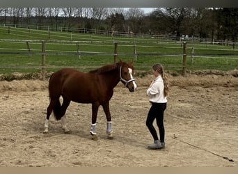 Welsh B, Mare, 13 years, 14.1 hh, Chestnut-Red