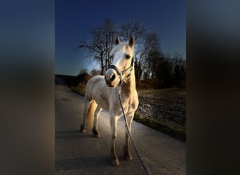 Welsh B, Mare, 13 years, 14.2 hh, Palomino