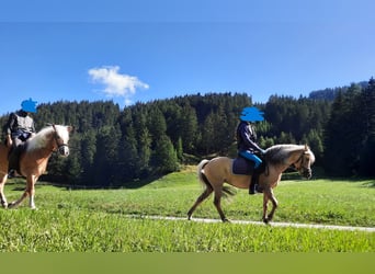 Welsh B Mix, Mare, 14 years, 11.2 hh, Dun