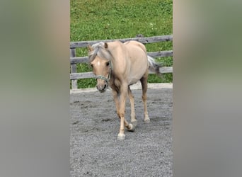 Welsh B Mix, Mare, 14 years, 11.2 hh, Dun