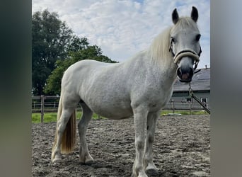 Welsh B, Mare, 14 years, 11.3 hh, Gray