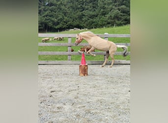 Welsh B Mix, Mare, 14 years, 11,2 hh, Dun