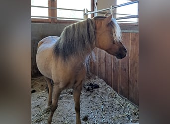 Welsh B Mix, Mare, 14 years, 11,2 hh, Dun