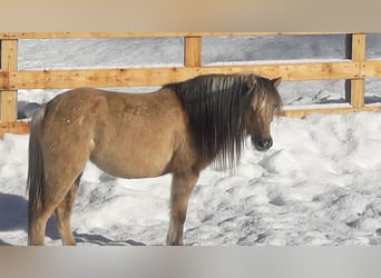 Welsh B Mix, Mare, 14 years, 11,2 hh, Dun