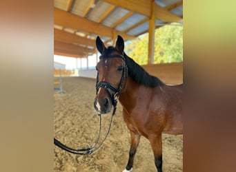 Welsh B, Mare, 14 years, 12.3 hh, Brown