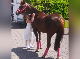 Welsh B, Mare, 14 years, 12,3 hh, Chestnut