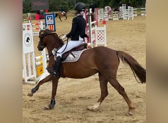 Welsh B, Mare, 14 years, 12,3 hh, Chestnut