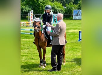 Welsh B, Mare, 14 years, 12,3 hh, Chestnut