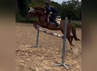 Welsh B, Mare, 14 years, 12,3 hh, Chestnut