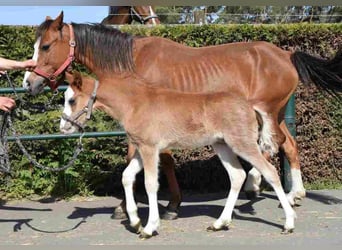 Welsh B, Mare, 14 years, 12 hh, Chestnut-Red