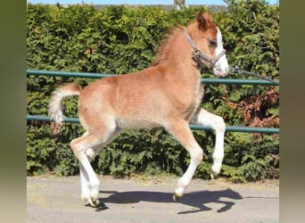 Welsh B, Mare, 14 years, 12 hh, Chestnut-Red