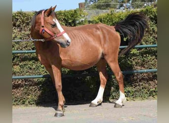 Welsh B, Mare, 14 years, 12 hh, Chestnut-Red