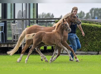 Welsh B, Mare, 14 years, 12,3 hh, Chestnut-Red