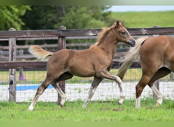 Welsh B, Mare, 14 years, 12,3 hh, Chestnut-Red