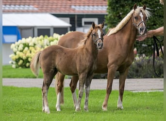 Welsh B, Mare, 14 years, 12,3 hh, Chestnut-Red