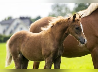 Welsh B, Mare, 14 years, 12,3 hh, Chestnut-Red