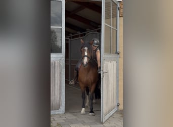 Welsh B, Mare, 14 years, 13.2 hh, Brown