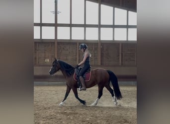 Welsh B, Mare, 14 years, 13.2 hh, Brown