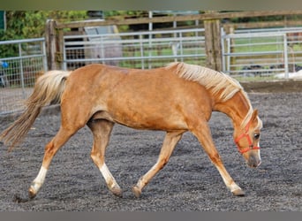 Welsh-B, Stute, 14 Jahre, 13 hh, Fuchs