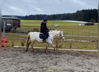 Welsh B, Mare, 14 years, 13 hh, Grey