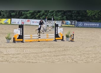 Welsh B, Mare, 14 years, 13 hh, Grey