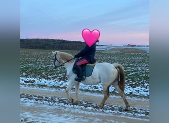 Welsh B, Mare, 14 years, 13 hh, Grey