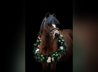 Welsh B, Mare, 15 years, 11.2 hh, Brown