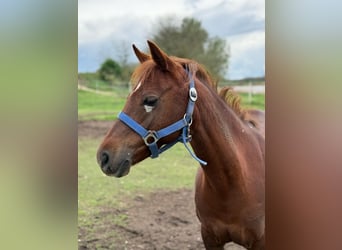 Welsh B, Mare, 15 years, 12.1 hh, Chestnut-Red Welsh B, Mare, 15 years, 12.1 hh, Chestnut-Red