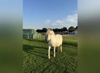 Welsh B Mix, Mare, 15 years, 12,1 hh, Gray