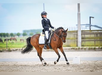 Welsh B, Mare, 15 years, 12,1 hh, Brown