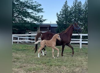 Welsh B, Mare, 15 years, 12,1 hh, Chestnut-Red