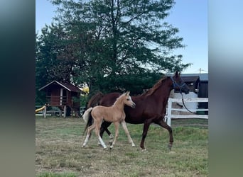Welsh B, Mare, 15 years, 12,1 hh, Chestnut-Red