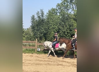 Welsh B, Mare, 15 years, 12,1 hh, Gray