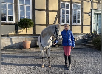 Welsh B, Mare, 15 years, 12,1 hh, Gray