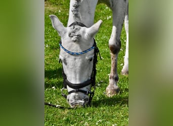 Welsh B, Mare, 15 years, 12,1 hh, Gray