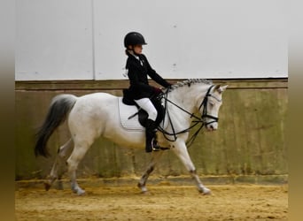 Welsh B, Mare, 15 years, 12,1 hh, Gray